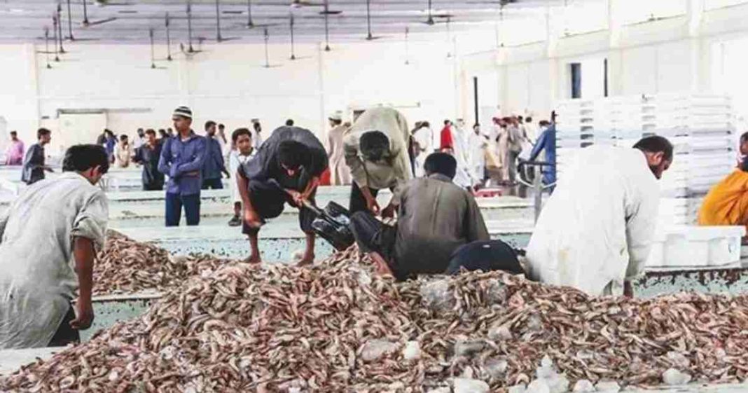 Pakistan shrimp export