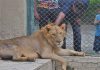 PMLN Workers Bring Lion to Rally