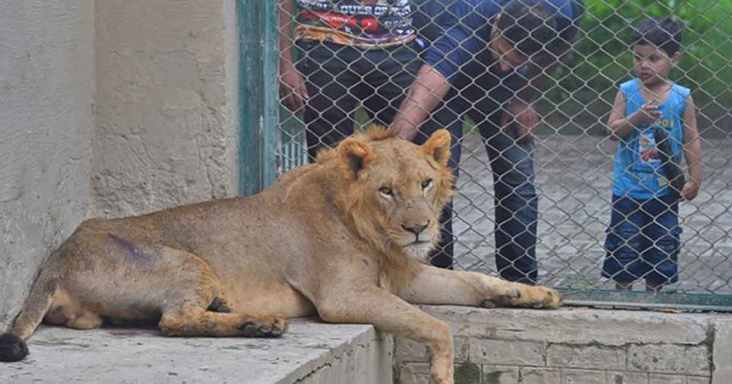 PMLN Workers Bring Lion to Rally
