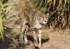 cheetahs return to India