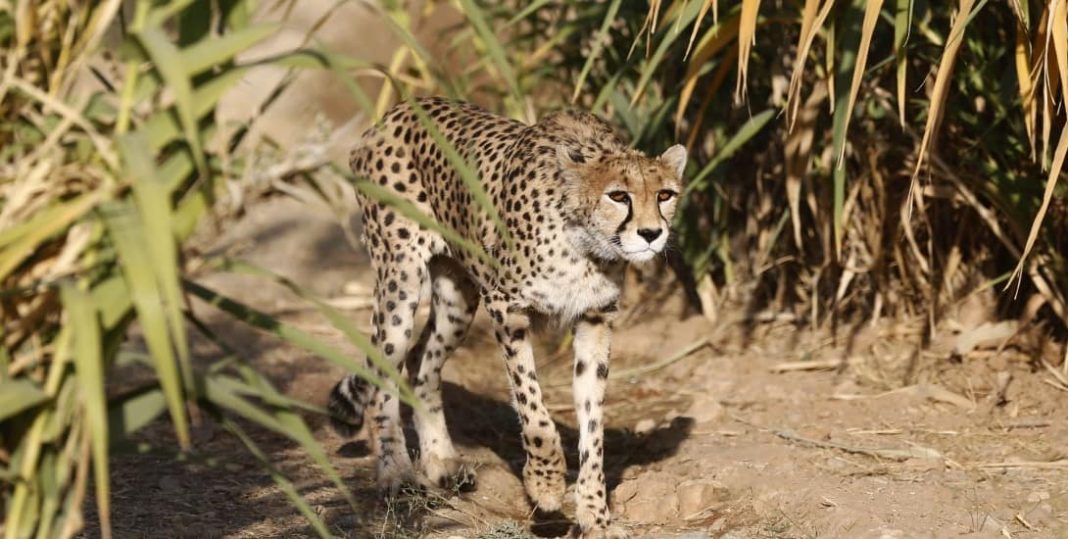 cheetahs return to India