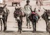 China import donkeys Pakistan