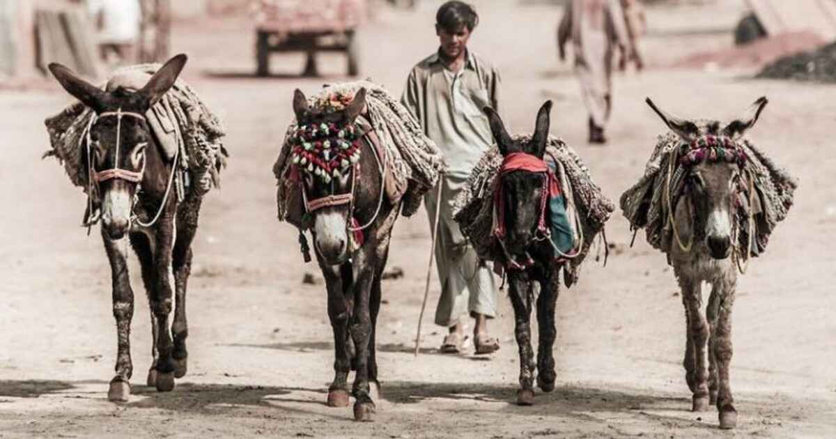 Why China seeks import of donkeys & dogs from Pakistan! - Global Village  Space
