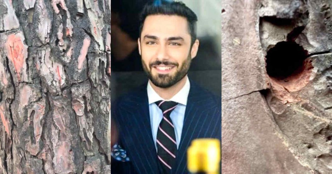 Ahmed Akbar tree video