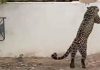 Killing of Endangered Leopard in Balochistan Sparks Outcry