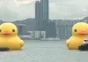 RUBBER DUCKS
