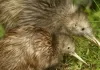 Rat Extermination for Kiwi Conservation: Protecting New Zealand's Flightless National Bird
