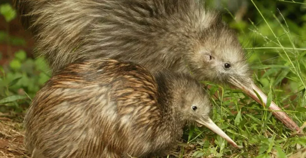 Rat Extermination for Kiwi Conservation: Protecting New Zealand's Flightless National Bird