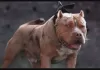 UK Bans American XL Bully Dogs Following String of Attacks