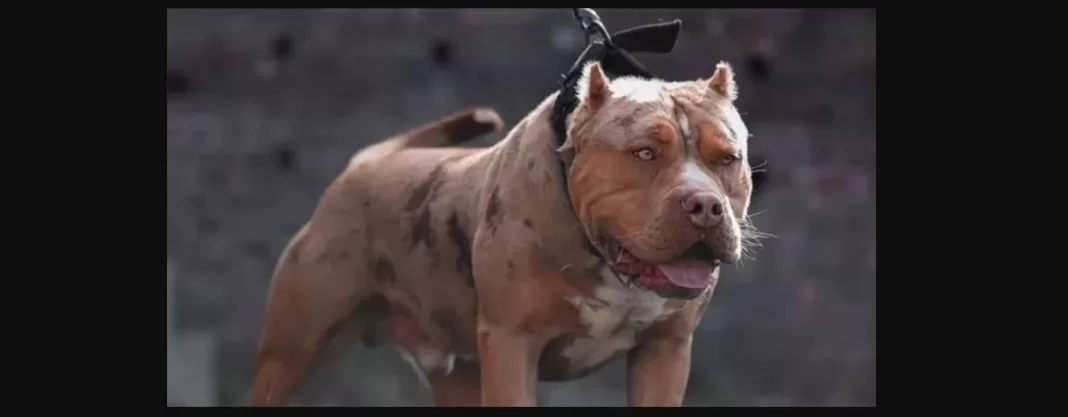 UK Bans American XL Bully Dogs Following String of Attacks