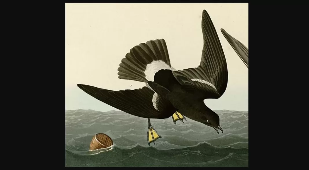 Song Needed for the Coming Storm in the Indian Sub-Continent