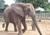 Pakistan's Last Female African Elephant to Be Relocated from Karachi Zoo