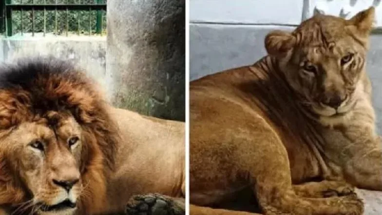 Hindu Group Takes Legal Action Over Lioness 'Sita' Living with Lion 'Akbar'