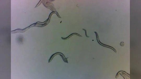 Chernobyl ‘super worms’