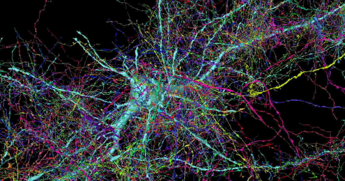 Harvard and Google unveil the most detailed map of human brain ...
