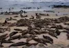 Sea Lions