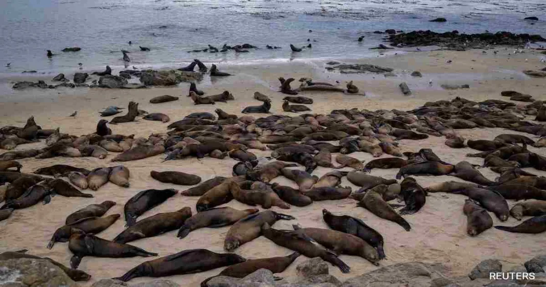 Sea Lions