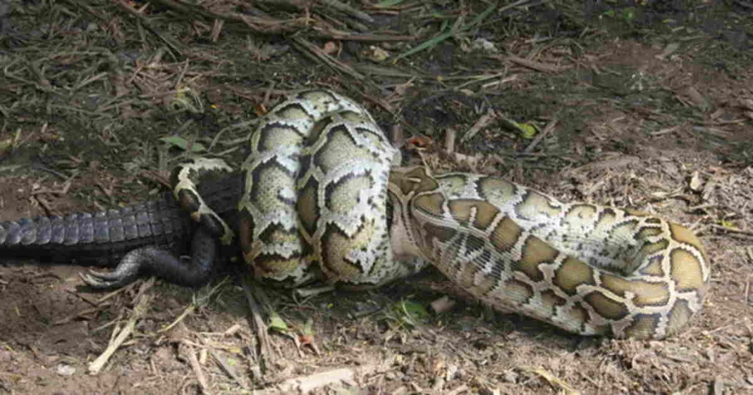 Pythons