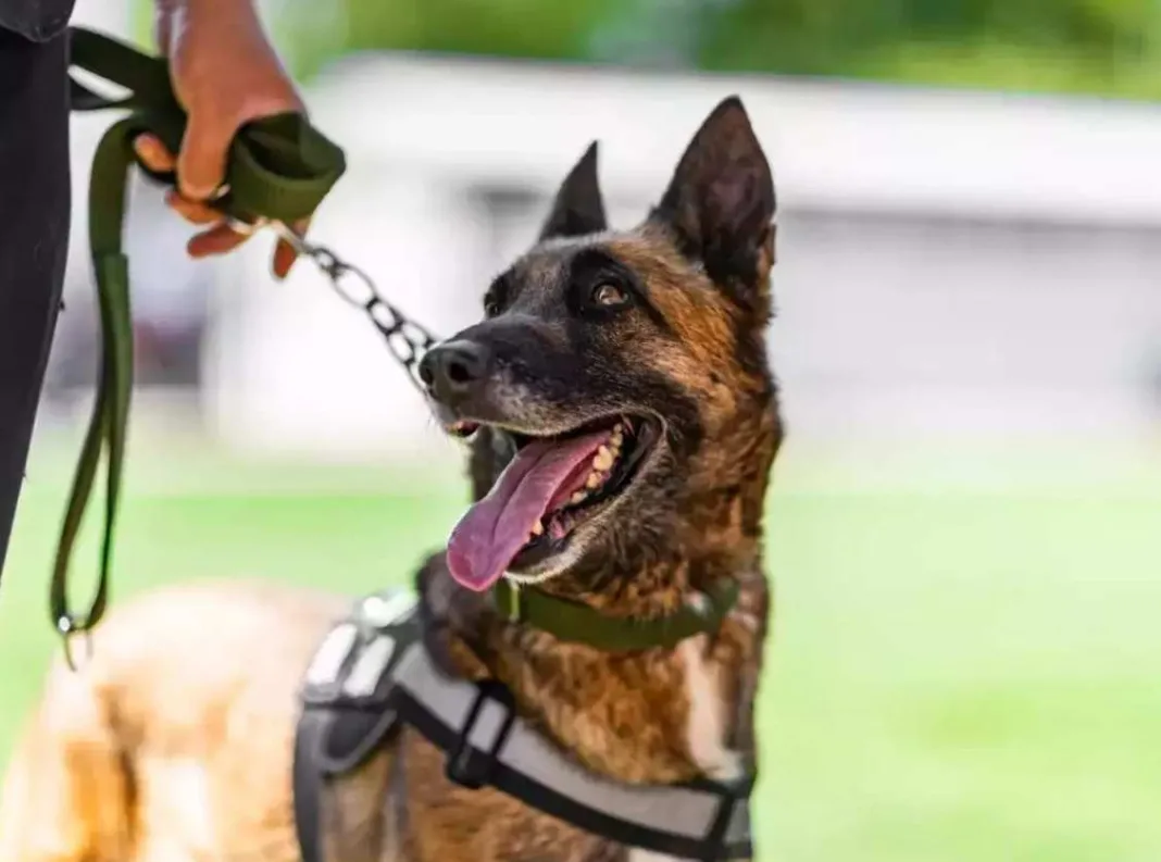 Trained ANF Dog Shot at Karachi Airport