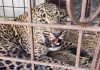 Leopard succumbs