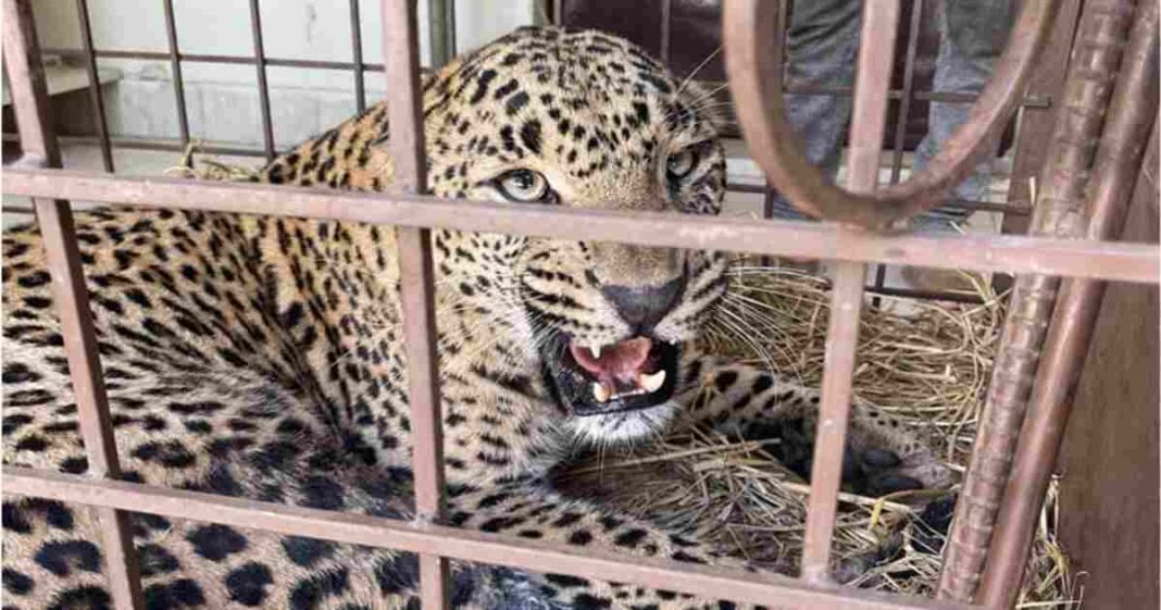Leopard succumbs
