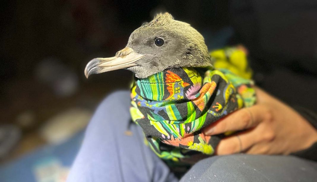 Plastic is Silently Killing Seabirds