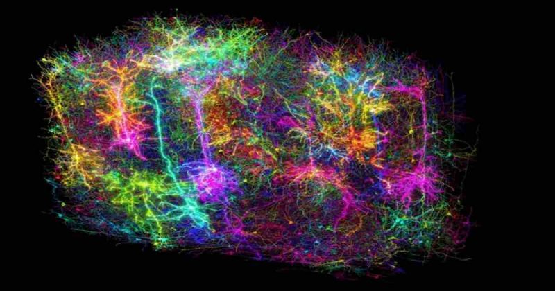 Neuroscientists unveil the most detailed map of a mammalian brain ever ...