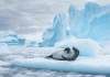 Antarctica shows rapid ice loss as warming mirrors Greenland’s meltdown