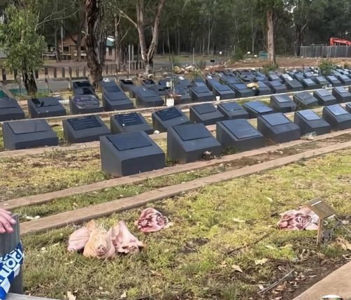 Pig heads left at Muslim cemetery in Sydney (PHOTO)