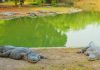 Israel planning to use crocodiles to guard Palestinian inmates – media Israel planning to use crocodiles