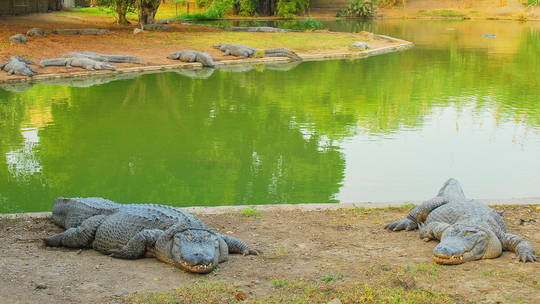 Israel planning to use crocodiles